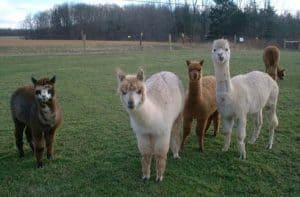 Alpaca Fencing