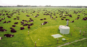 Cattle Paddock