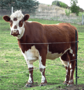 Cattle Fencing