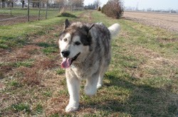 Electrobraid Dog Fence
